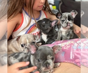 French Bulldog Litter for sale in SELDEN, NY, USA