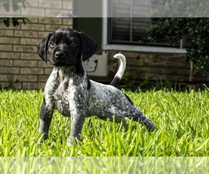 German Shorthaired Pointer Litter for sale in MESQUITE, TX, USA
