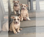 Small Photo #1 American Bully Puppy For Sale in PUEBLO, CO, USA