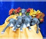 Small Photo #1 Italian Greyhound Puppy For Sale in NORWOOD, MO, USA