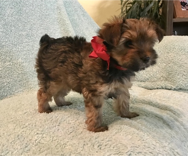 Medium Photo #1 Yorkshire Terrier Puppy For Sale in LA VERNIA, TX, USA