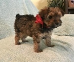 Small Photo #1 Yorkshire Terrier Puppy For Sale in LA VERNIA, TX, USA