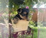 Small Photo #1 Yorkshire Terrier Puppy For Sale in TACOMA, WA, USA