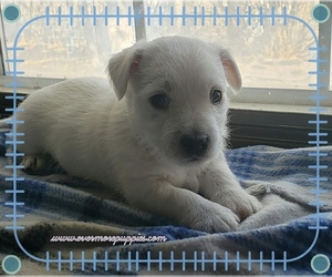 West Highland White Terrier Litter for sale in RENO, NV, USA