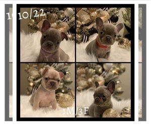 French Bulldog Litter for sale in CLAREMORE, OK, USA