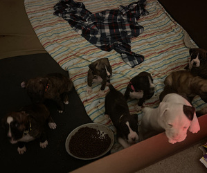 Boxer-Bullmastiff Mix Litter for sale in MOTTVILLE, MI, USA