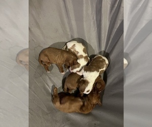 Cavalier King Charles Spaniel Litter for sale in ALBUQUERQUE, NM, USA