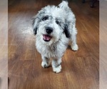 Small Bernedoodle-Poodle (Toy) Mix