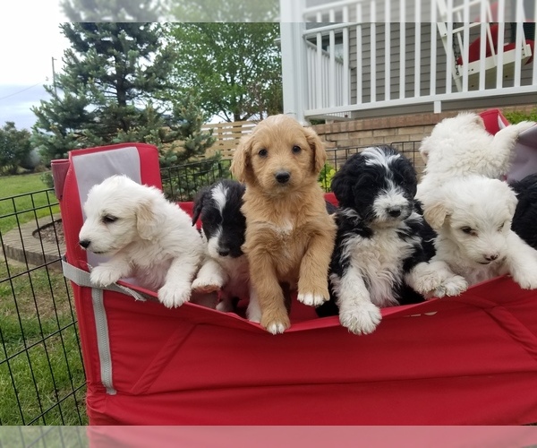 Medium Photo #1 Aussiedoodle Puppy For Sale in ALLEGRE, KY, USA