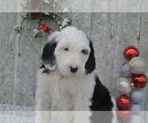 Sheepadoodle Litter for sale in FREDERICKSBG, OH, USA