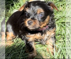 Yorkshire Terrier Litter for sale in OLATHE, KS, USA