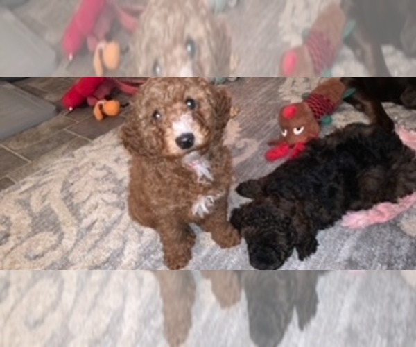Medium Photo #1 Bernedoodle Puppy For Sale in WATERFORD, NY, USA
