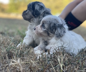 Aussiedoodle Miniature  Litter for sale in GARLAND, KS, USA