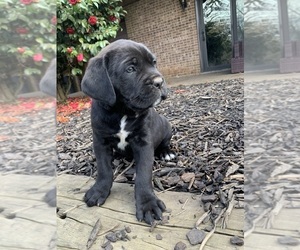Cane Corso Litter for sale in KINGS MOUNTAIN, NC, USA