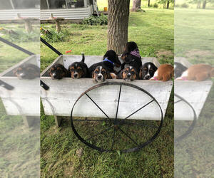 Basset Hound Litter for sale in PLATO, MO, USA