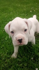 Boxer Litter for sale in SIBLEY, LA, USA