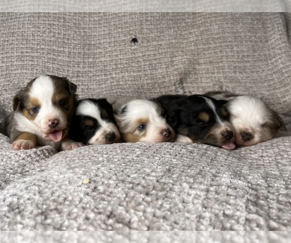 Medium Photo #1 Australian Shepherd Puppy For Sale in TONASKET, WA, USA