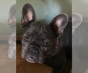 French Bulldog Litter for sale in PHILIP, SD, USA
