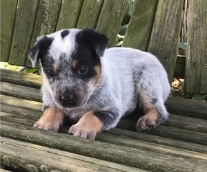 Australian Cattle Dog Litter for sale in AUGSBURG, IL, USA