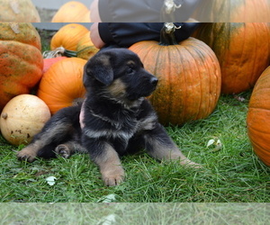German Shepherd Dog Litter for sale in GREENWOOD, WI, USA