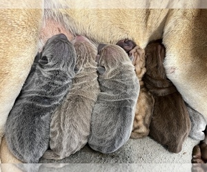 Chinese Shar-Pei Litter for sale in KENNEWICK, WA, USA