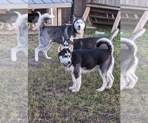Siberian Husky Dogs for adoption in WASHBURN, IL, USA