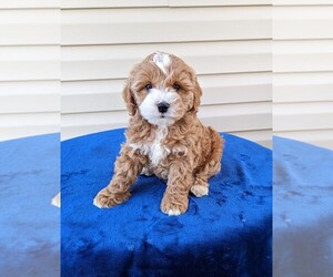 Cockapoo Litter for sale in DUNNVILLE, KY, USA