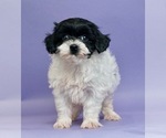 Small Photo #1 Shih Tzu-YorkiePoo Mix Puppy For Sale in WARSAW, IN, USA