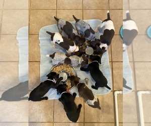 German Shorthaired Pointer Litter for sale in GEORGETOWN, KY, USA