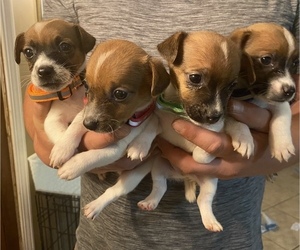 Jack Russell Terrier Litter for sale in ANDERSON, SC, USA