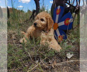 Goldendoodle Litter for sale in PEYTON, CO, USA