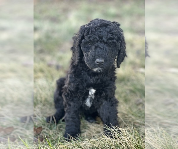 Full screen Photo #1 Goldendoodle Puppy For Sale in FREDERICA, DE, USA