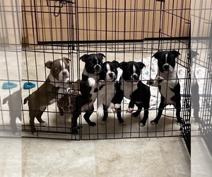 Boston Terrier Litter for sale in SPRINGFIELD, MO, USA