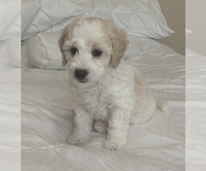 Maltipoo Litter for sale in BAYTOWN, TX, USA