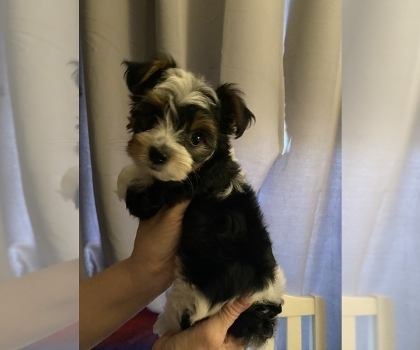 Medium Photo #1 Yorkshire Terrier Puppy For Sale in PALM HARBOR, FL, USA