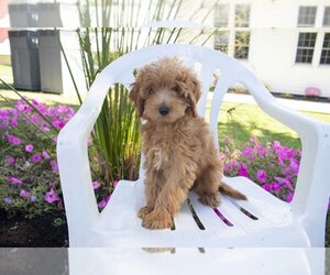 Miniature Labradoodle Litter for sale in FRESNO, OH, USA
