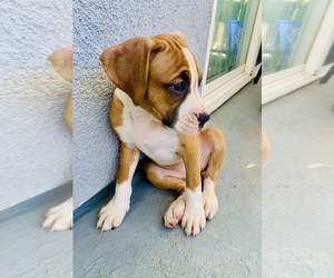 Boxer Litter for sale in NATIONAL CITY, CA, USA