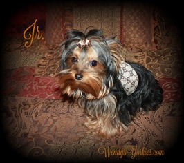 Yorkshire Terrier Litter for sale in POWDERLY, TX, USA