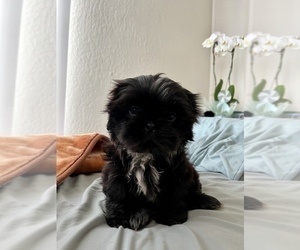 Medium Shih Tzu