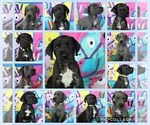 Small Photo #1 Great Dane Puppy For Sale in LAKE WALES, FL, USA
