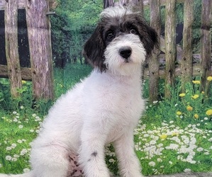 Miniature Labradoodle Litter for sale in BLAKESBURG, IA, USA