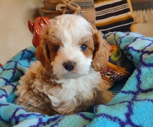 Cavachon-Poodle (Miniature) Mix Litter for sale in FREWSBURG, NY, USA