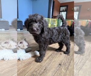 Labradoodle Litter for sale in MOUNT CARMEL, IL, USA