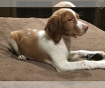 Small Photo #1 Brittany Puppy For Sale in PARSONS, TN, USA