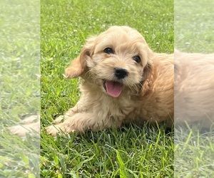 Cockapoo Litter for sale in BELTON, KY, USA