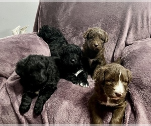 Poodle (Standard)-Siberian Husky Mix Litter for sale in LADYSMITH, WI, USA