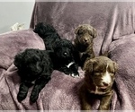 Small Photo #1 Poodle (Standard)-Siberian Husky Mix Puppy For Sale in LADYSMITH, WI, USA