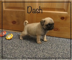 Pug Litter for sale in MARYVILLE, MO, USA