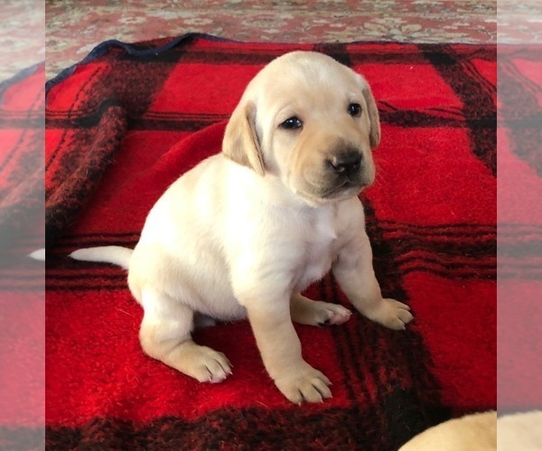Medium Photo #1 Labrador Retriever Puppy For Sale in DALLAS, OR, USA