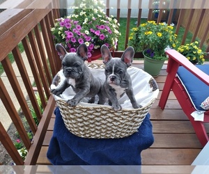 French Bulldog Litter for sale in SAINT LOUIS, MO, USA